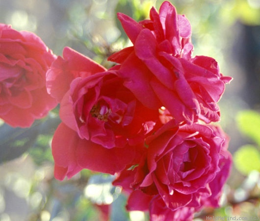 'New Dawn Rouge' rose photo