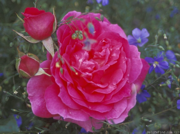 'Parade (climber, Boerner 1953)' rose photo