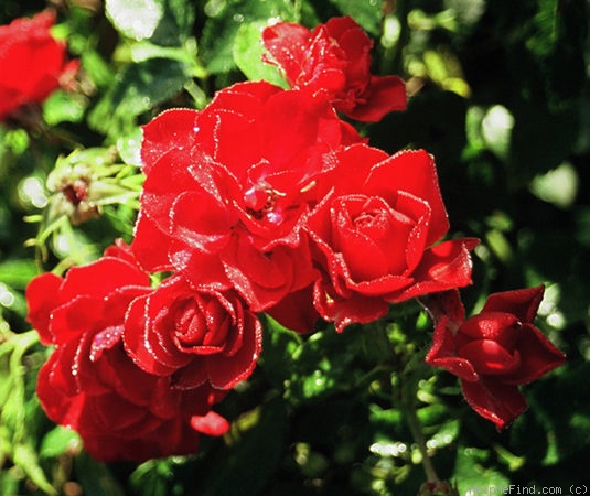 'Alpenglühen® (shrub, Evers/Tantau, 2003)' rose photo