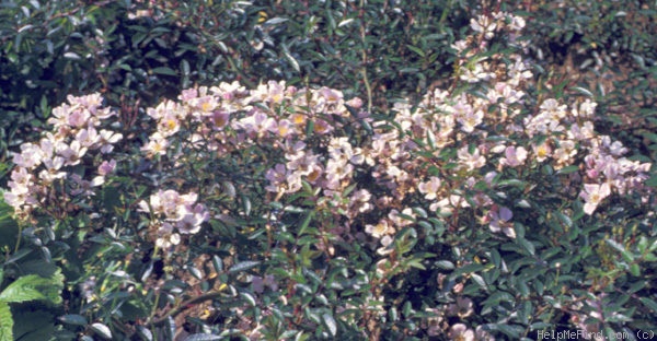 'Heideröslein-Nozomi' rose photo