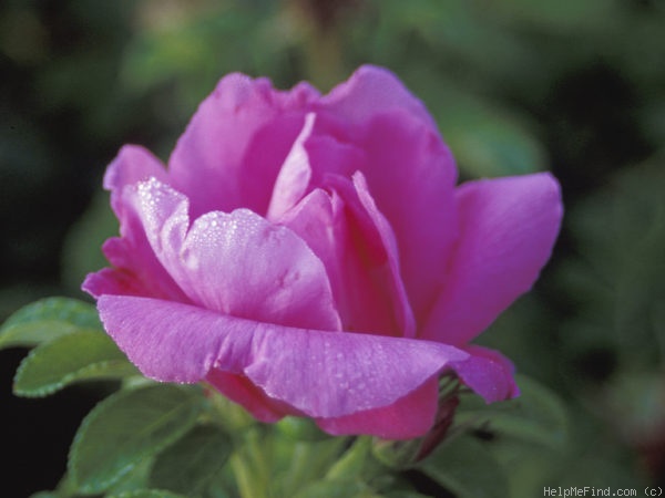 'Rosa Zwerg' rose photo