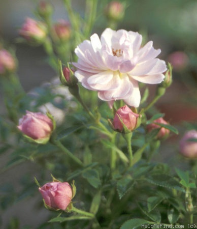 'White Cover ™' rose photo