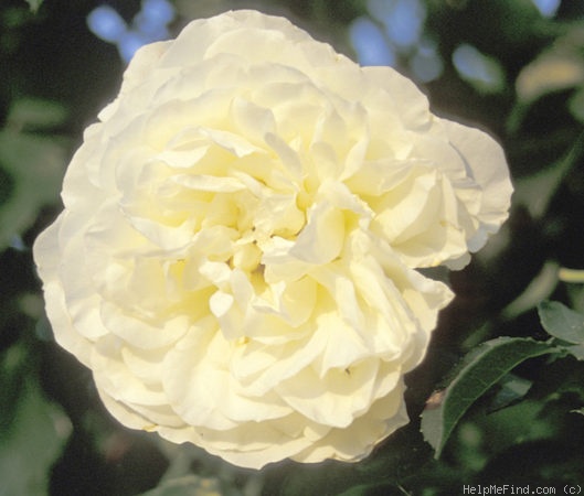 'Alba Meillandécor' rose photo