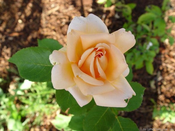 'It's Showtime' rose photo