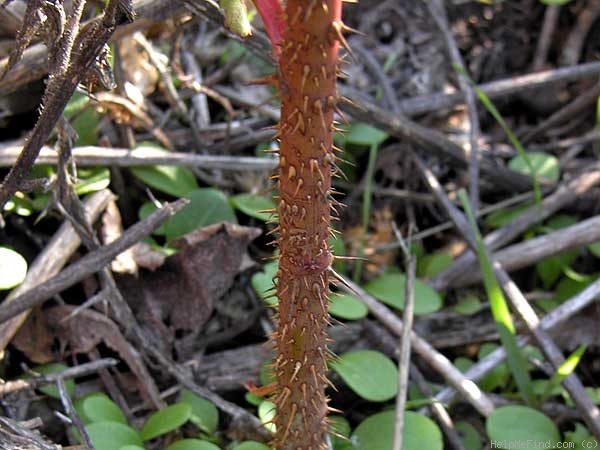 '<i>Rosa californica</i> Cham. & Schlecht.' rose photo