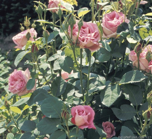 'Mrs. John Laing (Hybrid Perpetual, Bennett, 1885)' rose photo