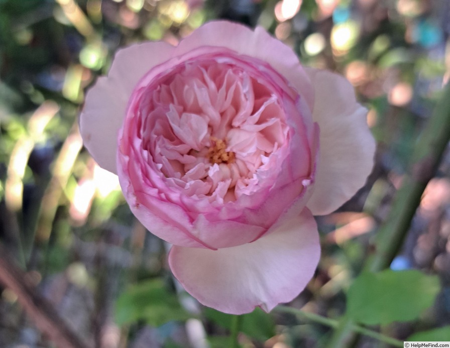 'The Mill On The Floss' rose photo