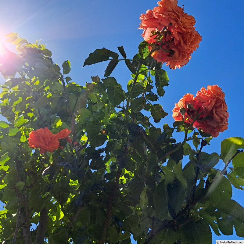 'Orangerie ®' rose photo
