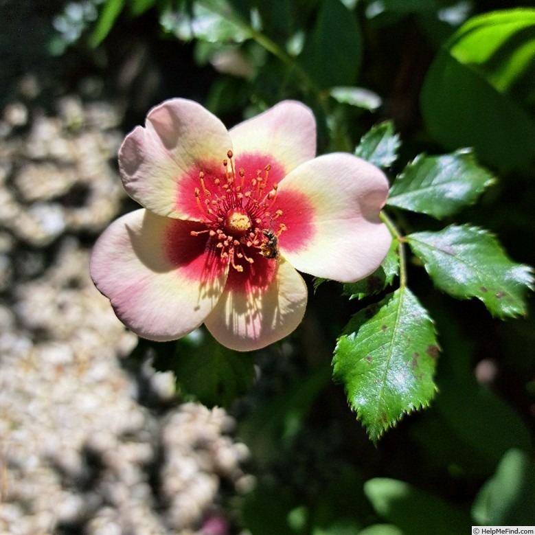 'See You in Red ®' rose, click to enlarge 'See You in Red ®' rose photo