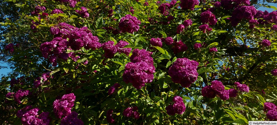 'Rosemary Viaud' rose photo