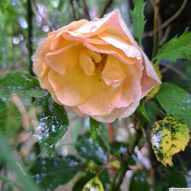 'LandLust ®' rose, click to enlarge 'LandLust ®' rose photo