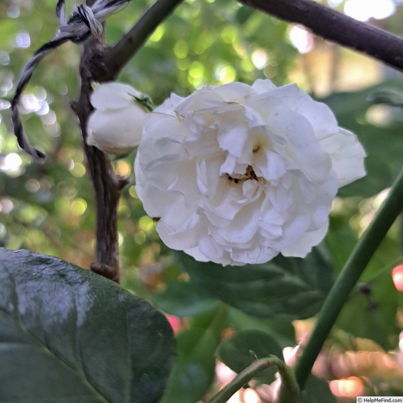 'Swany ®' rose photo