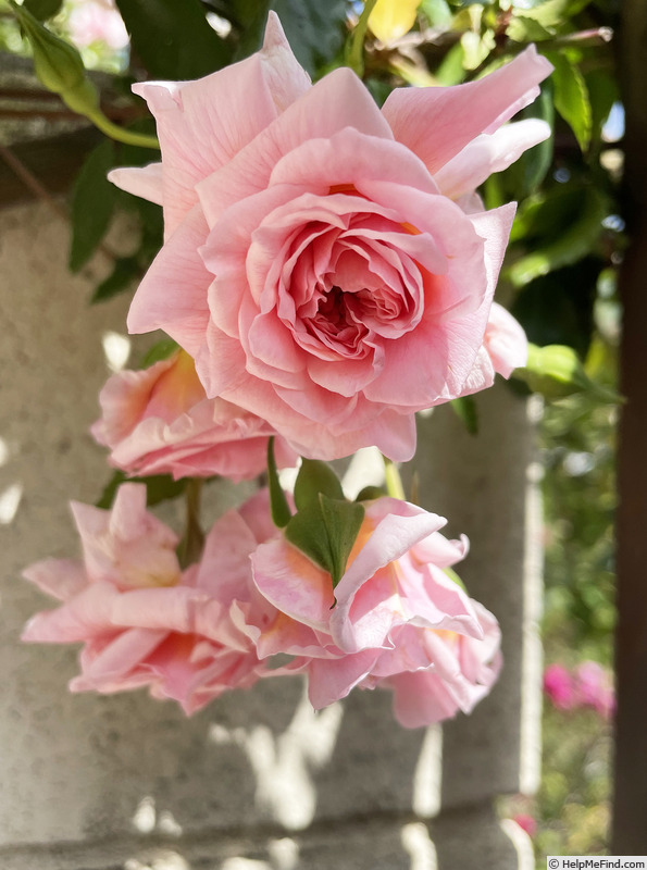 'Mel's Heritage' rose photo