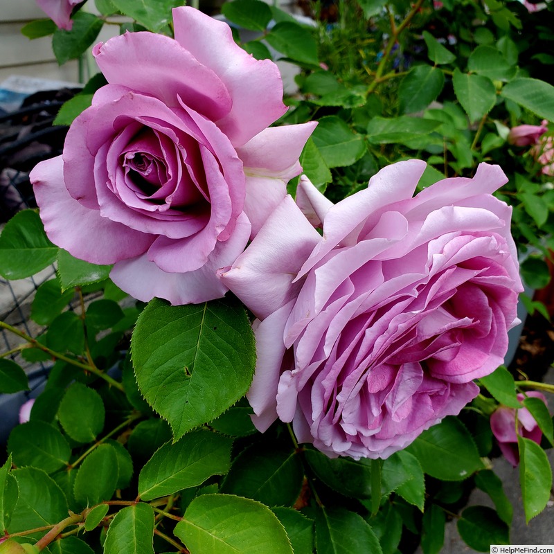 'Love Song (floribunda, Carruth 2011)' rose, click to enlarge 'Love Song (floribunda, Carruth 2011)' rose photo