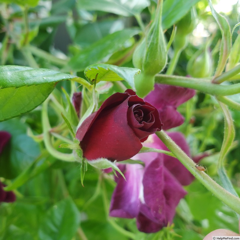 'Night Owl ™' rose photo