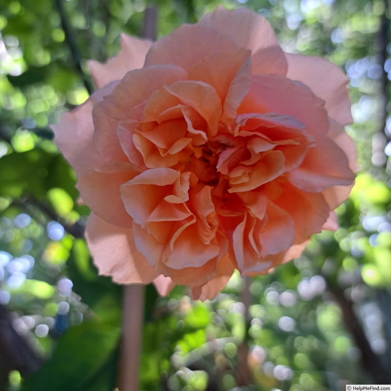 'Versigny ®' rose photo