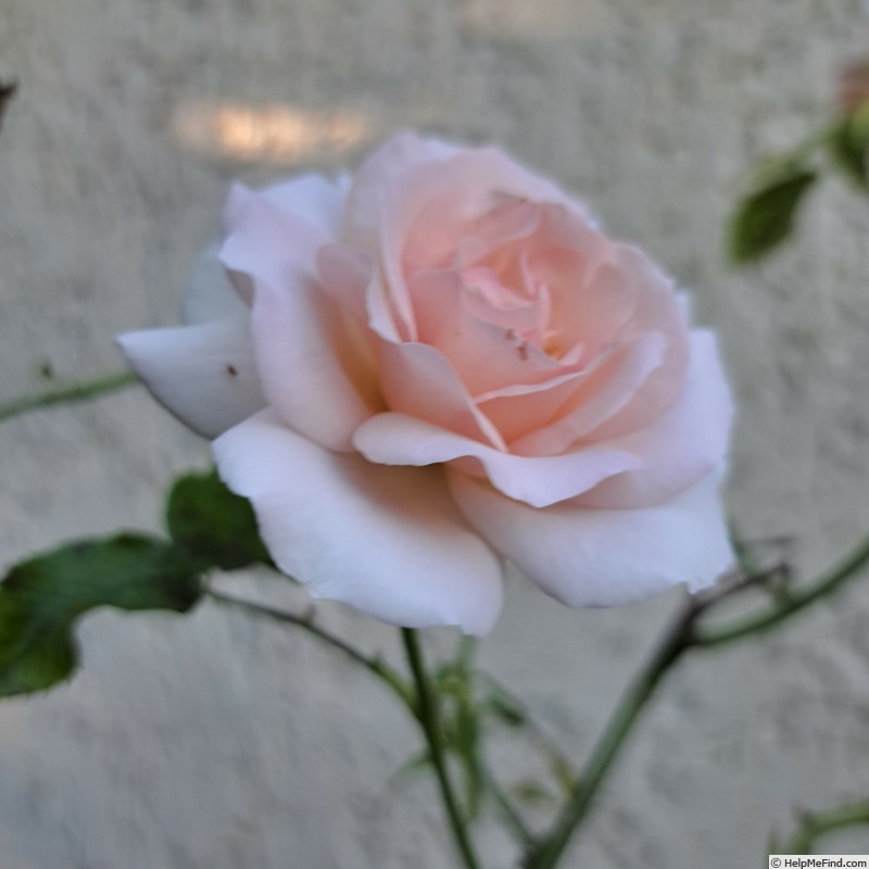 'A Whiter Shade of Pale (hybrid tea, Pearce 2006)' rose photo