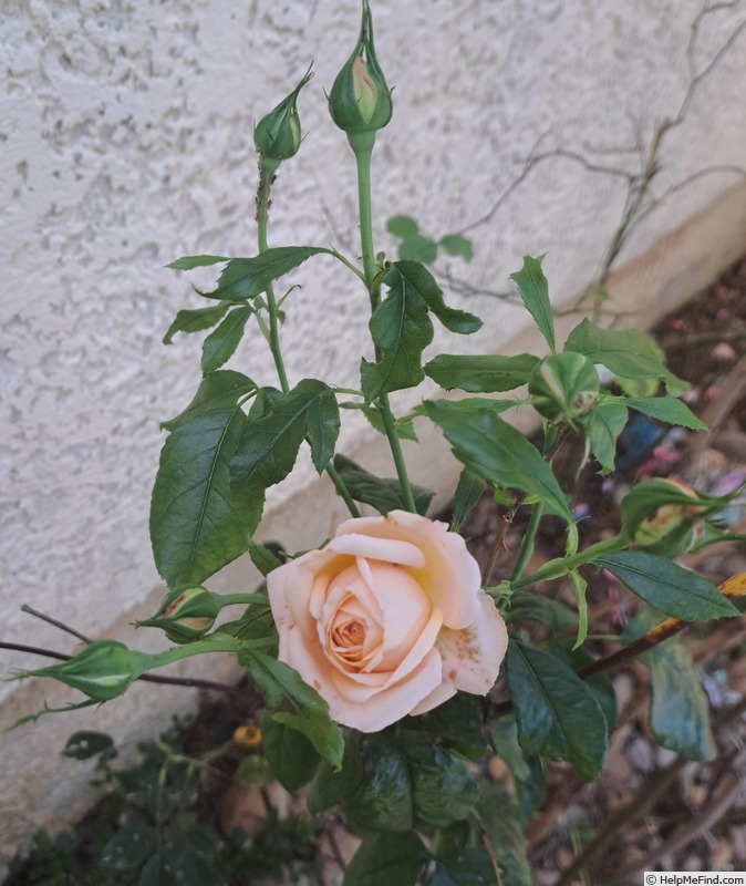 'Domaine de Chantilly®' rose photo