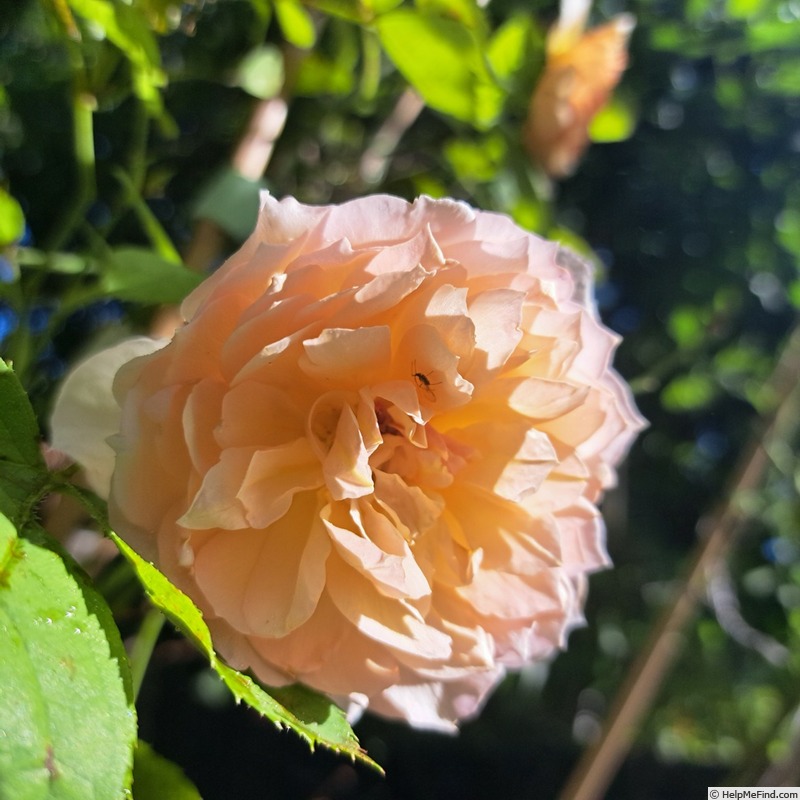 'Grace ® ™ (English rose, Austin 2001)' rose photo