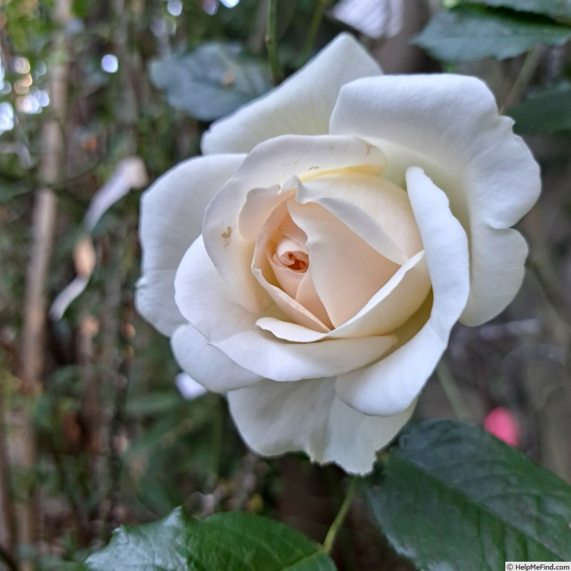 'Memoire ™ (hybrid tea, Kordes 1992)' rose photo