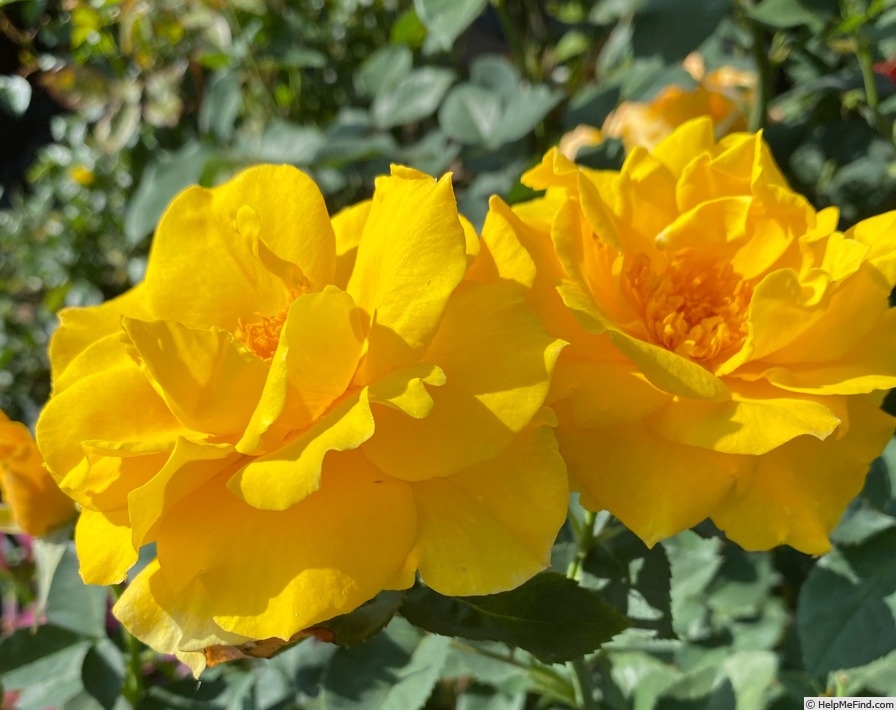 'Midas Touch ™ (Hybrid Tea, Christensen, 1992)' rose photo