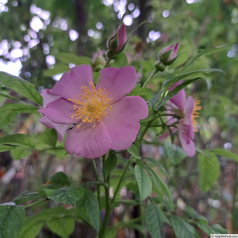 'Jam-a-licious ®' rose photo
