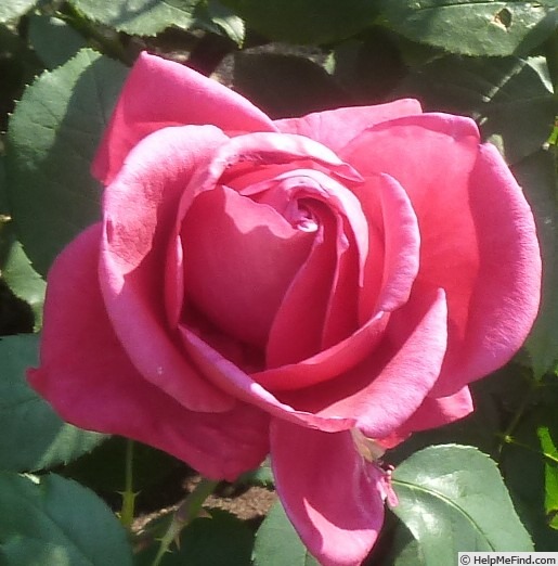 'Danjiri-bayashi '02' rose, click to enlarge 'Danjiri-bayashi '02' rose photo