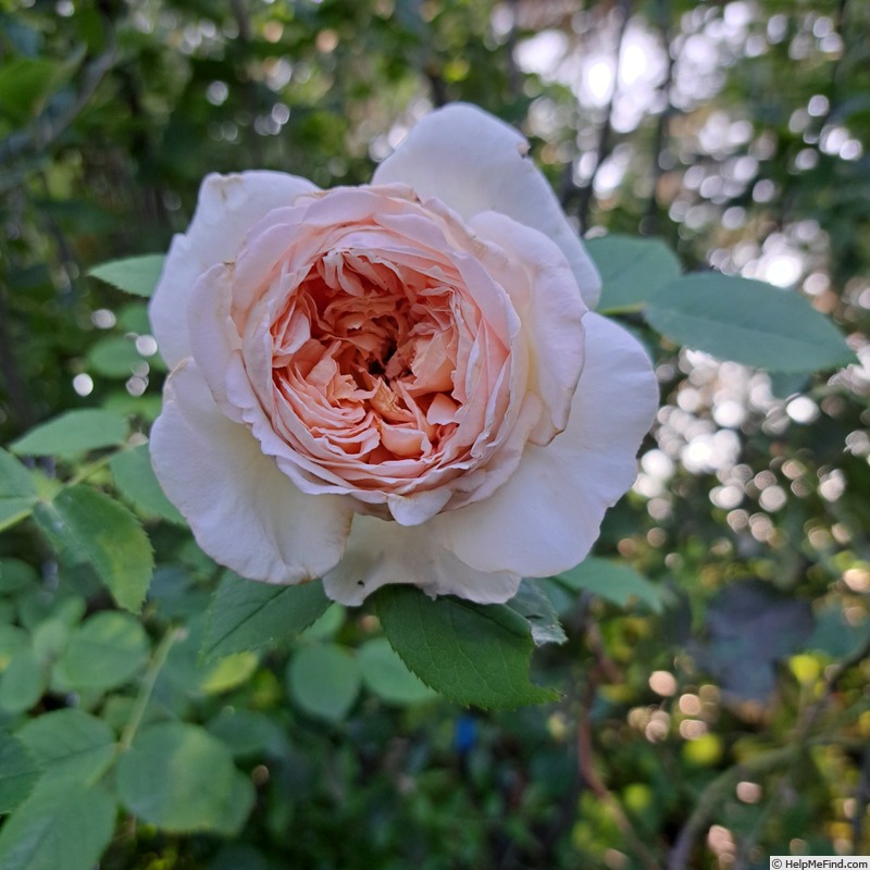 'Bathsheba' rose photo