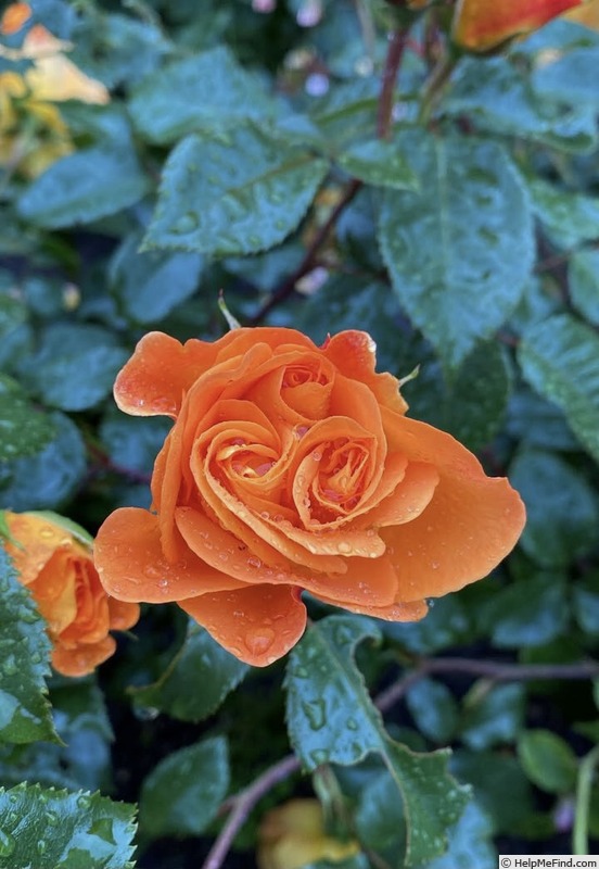 'Westzeit ®' rose photo