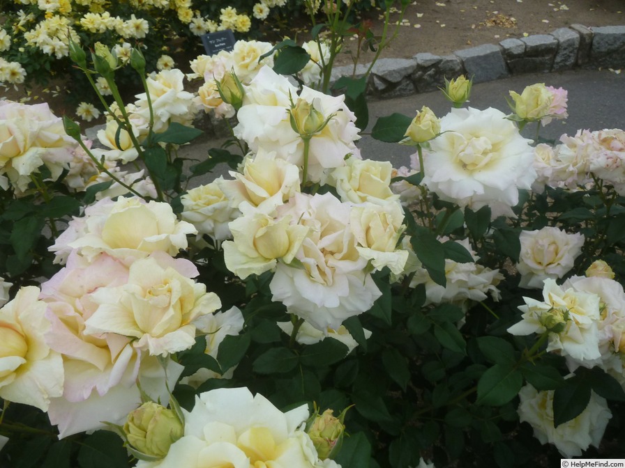 'Miyabi (hybrid tea, Teranishi, 1976)' rose photo