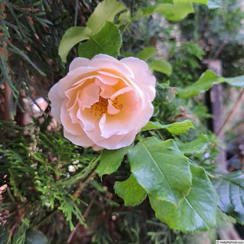 'Jardin des Tuileries ®' rose, click to enlarge 'Jardin des Tuileries ®' rose photo