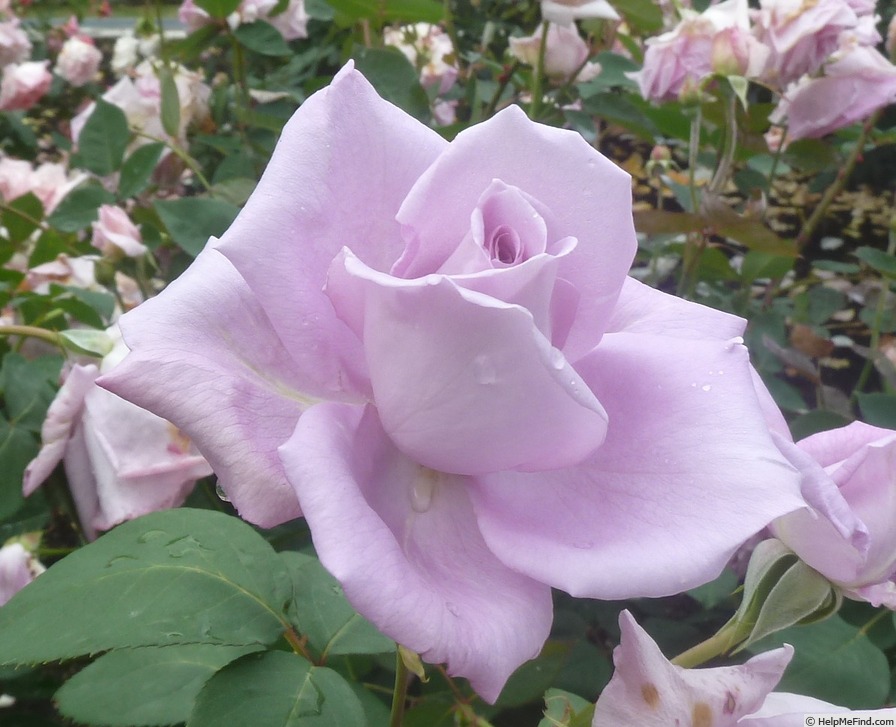 'Kölner Karneval' rose photo