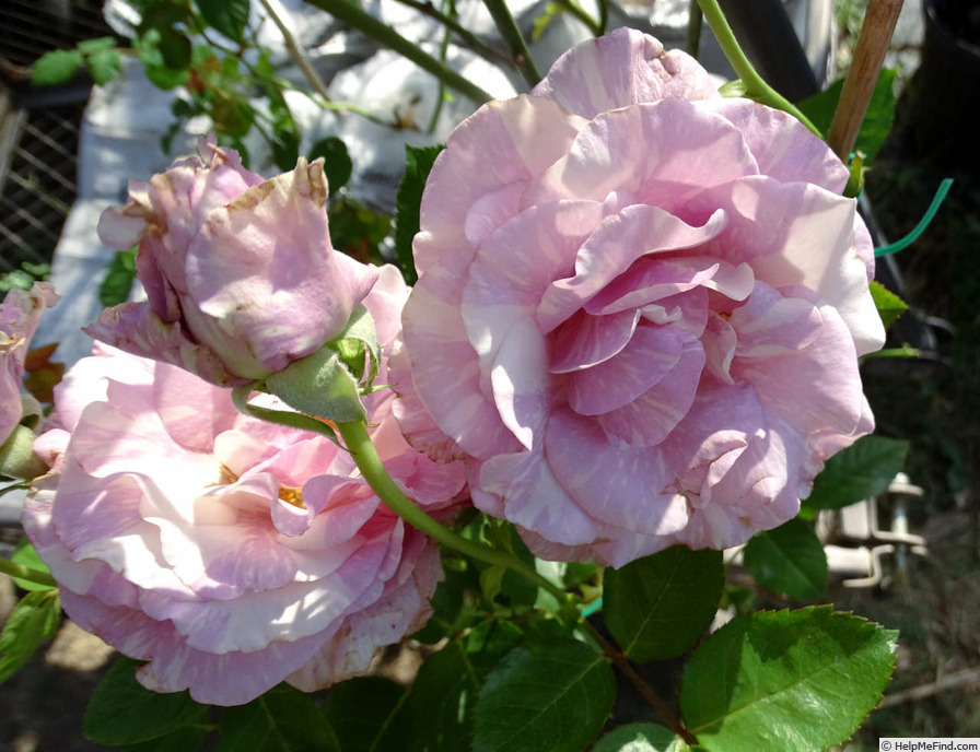 'Stranger' rose photo