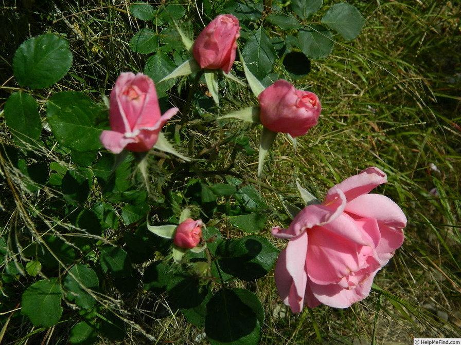 'Crested Abundance' rose photo
