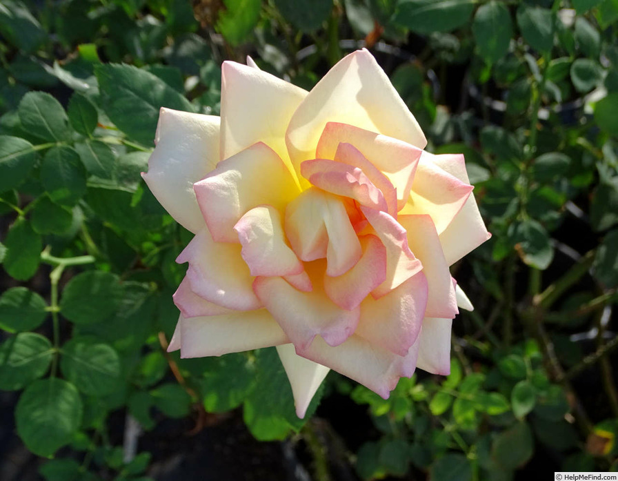 'The Lady' rose photo