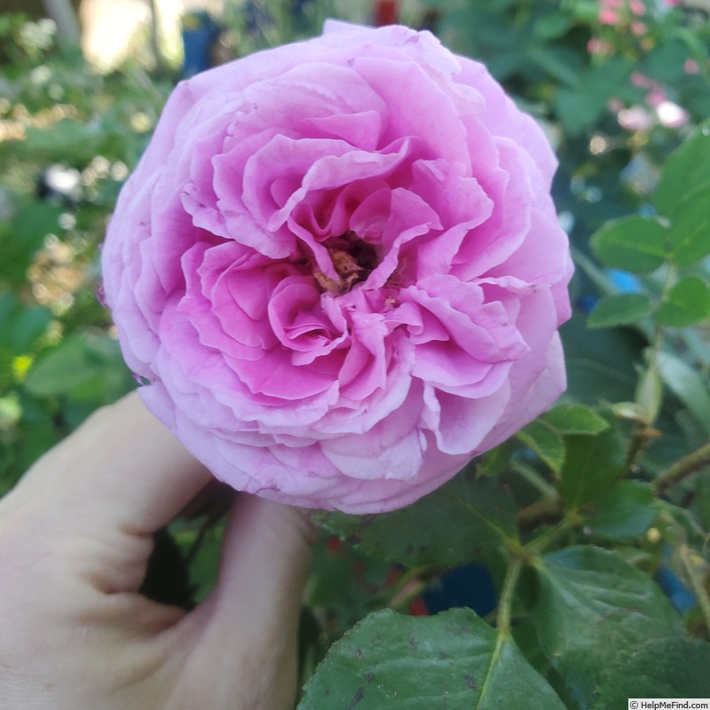 'Louis Gimard' rose photo