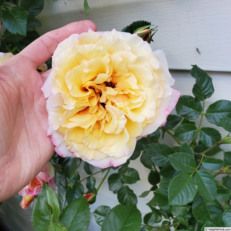 'Rugelda ®' rose photo