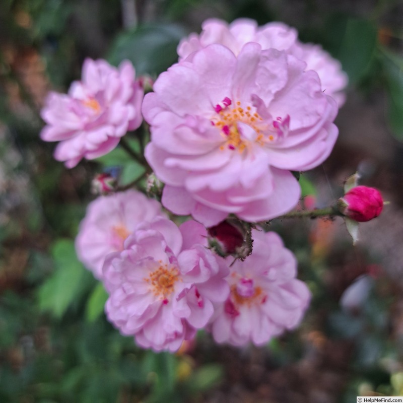 'Petite Coquine de Chédigny' rose, click to enlarge 'Petite Coquine de Chédigny' rose photo