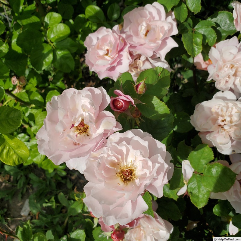 'Distant Drums (shrub, Buck 1984)' rose photo