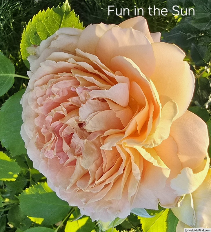 'Fun in the Sun™' rose photo