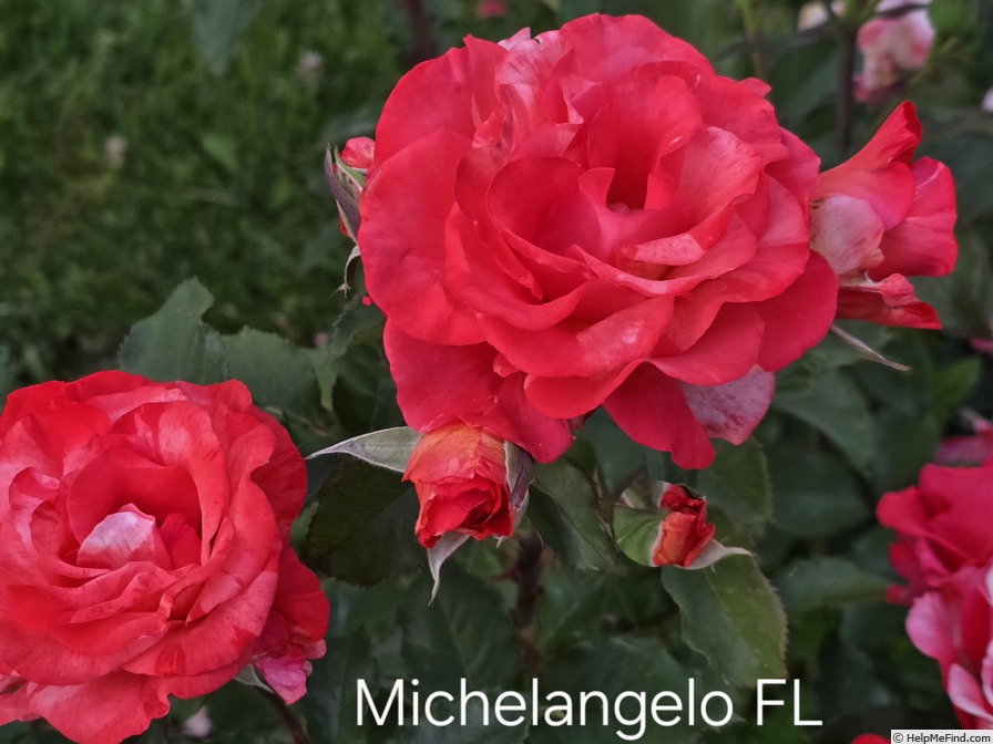 'Michelangelo (floribunda, McGredy, 1988)' rose photo