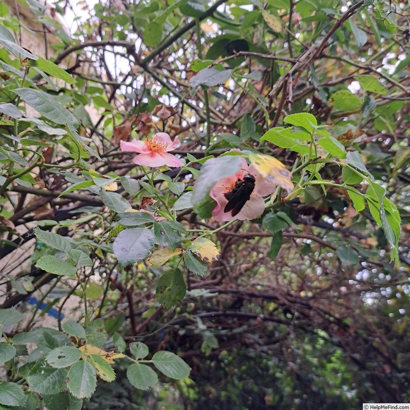 'Peace and Love ® (hybrid hulthemia, Warner, 2006)' rose photo