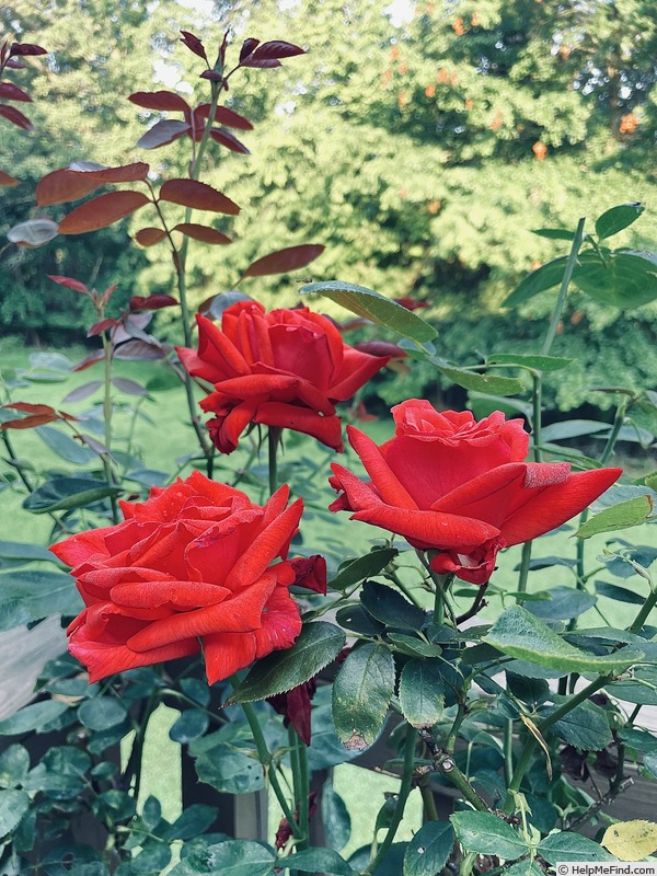 'Dolly Parton' rose photo