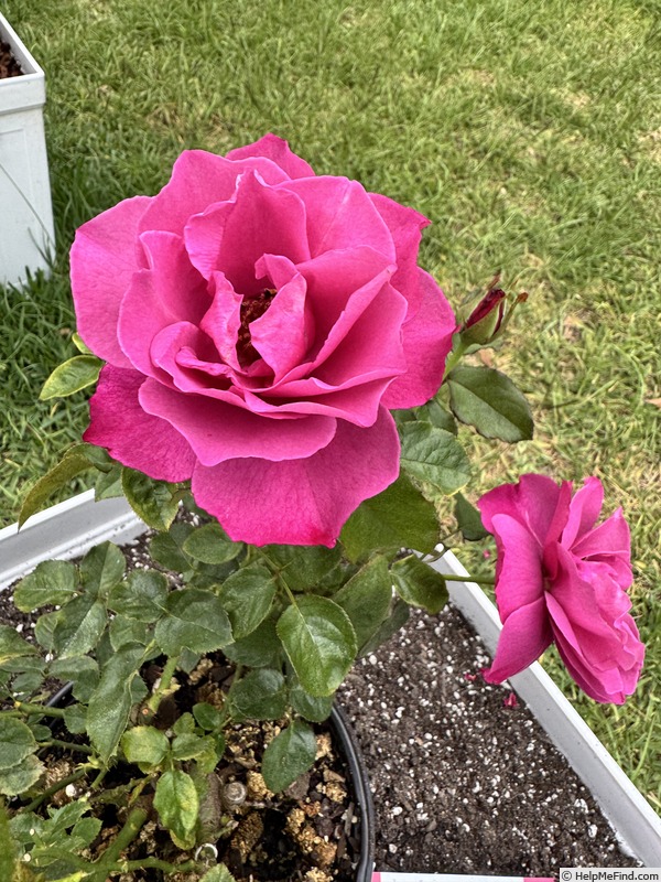 'Heirloom (hybrid tea, Warriner 1972)' rose, click to enlarge 'Heirloom (hybrid tea, Warriner 1972)' rose photo
