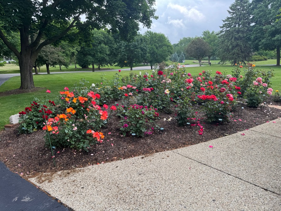 'Mark's Rose Garden - Front of House with Eastern Exposure'  photo