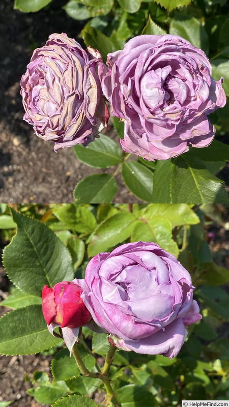 'Novalis ®' rose photo