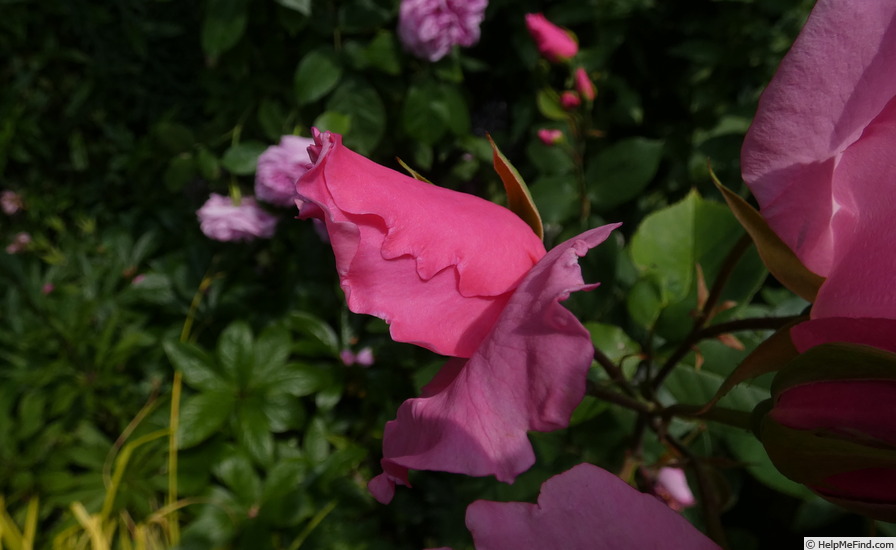 'Dainty Bess' rose, click to enlarge 'Dainty Bess' rose photo