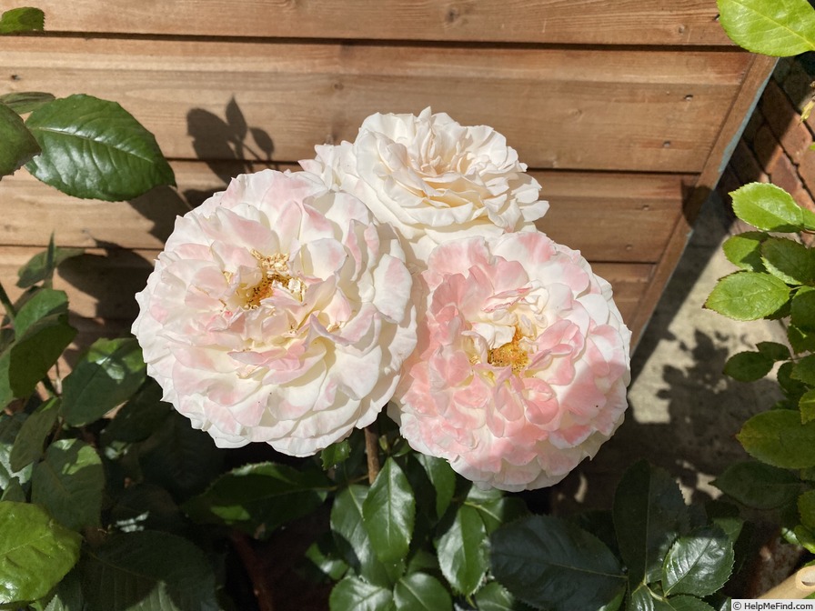 'Titanic (floribunda, McGredy, 1990)' rose, click to enlarge 'Titanic (floribunda, McGredy, 1990)' rose photo