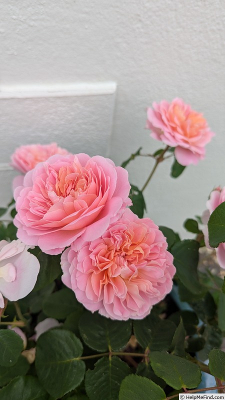 'Eustacia Vye ™' rose photo