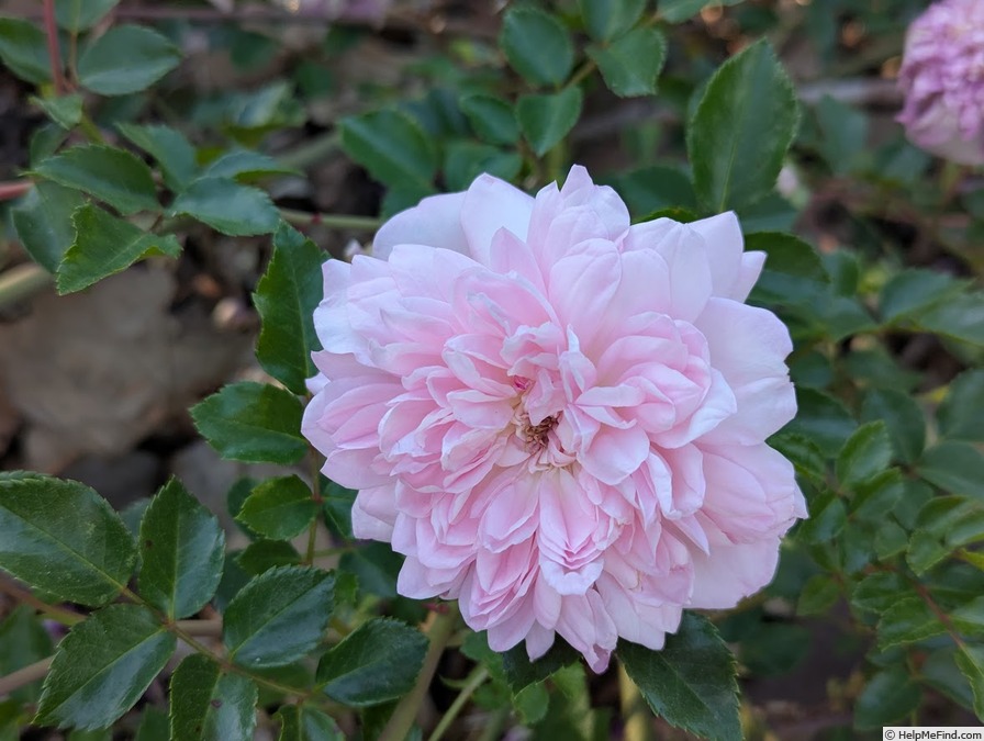 'François Juranville' rose photo
